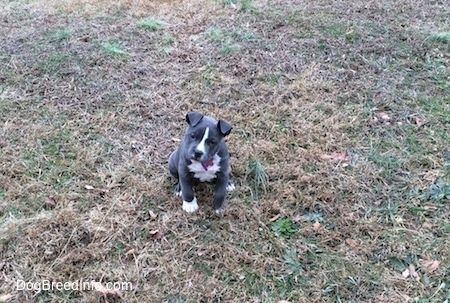 Um filhote de cachorro americano Bully Pit minúsculo de nariz azul está sentado na grama e ela está olhando para a frente. Sua cabeça está inclinada para a direita.