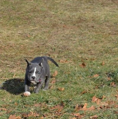 Een blauwe neus American Bully Pit-puppy loopt over gras en bruine bladeren.