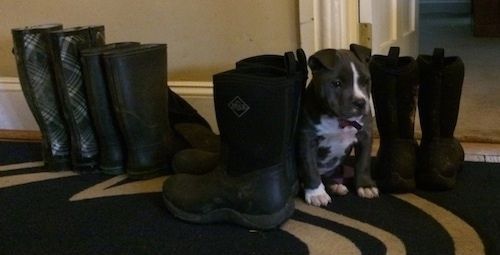 Американско кученце със синя носачка Bully Pit седи на килим между редиците ботуши. Тя се смесва доста добре на същата височина като ботушите.