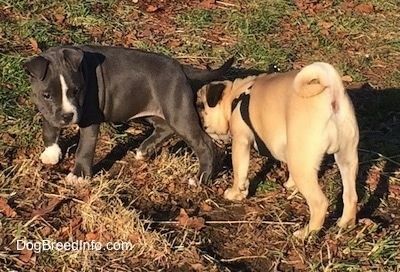 En blå näsa American Bully Pit valp står i gräset och sniffar henne är en solbränna med svart Mops valp. Hundarna är ungefär lika stora.