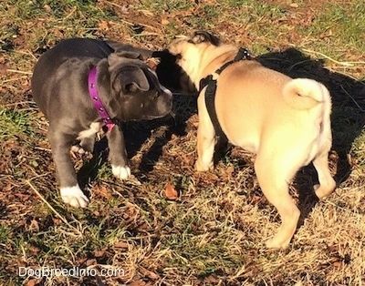 Mavi burunlu bir Amerikan Bully Pit köpek yavrusu, siyah Pug köpek yavrusu ile bir bronzluk tarafını kokluyor.