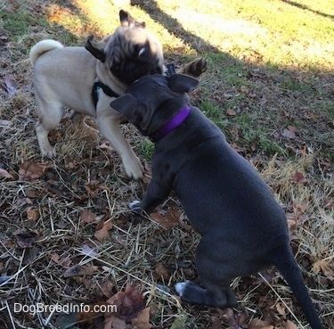 Псиће америчког булли пит-а плавог носа и препланули тен са псићем црног мопса шапају и скачу једни друге. Напољу су у трави.