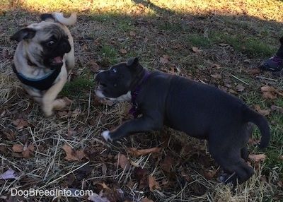 Загорелый щенок черного мопса бежит по траве с открытым ртом, а щенок американского хулигана с синим носом бросается на мопса.
