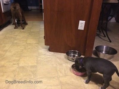 Zadní strana modrého nosu amerického štěněte Bully Pit a hnědého s černým a bílým boxerem, který jí jídlo z mís v kuchyni.
