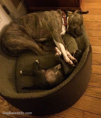 En blå nese Pit Bull Terrier sover på venstre side, og han har frontlabbene over toppen av en blå nese American Bully Pit valp som ligger ved siden av seg.