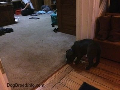 Modrý nos šteňa amerického bully pit stojí pred dverami do väčšej miestnosti. Čuchá koberec miestnosti.