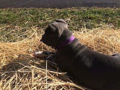 Гърбът на синьо носче кученце американски Bully Pit лежи върху купчина сено и тя гледа вляво.