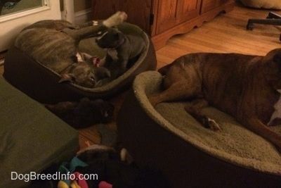 En blå nese American Bully Pit valp ligger på en hundeseng foran en blå nese Pit Bull Terrier som ligger på siden hans. Foran dem er det en brun brindle med svart og hvit Boxer som ligger på en hundeseng.