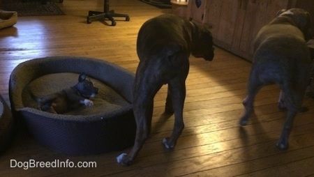 Zadní strana hnědého s černo-bílým boxerem a modrým nosem Pit Bull Terrier. Stojí na podlaze z tvrdého dřeva vedle postele pro psy. V psí posteli je na levé straně malý modrý nos amerického štěněte Bully Pit.