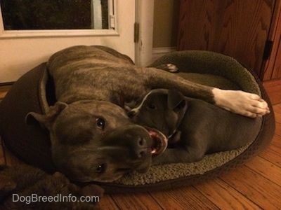 Modrý nos Pit Bull Terrier leží na boku v posteli pre psa a pred ním je modrý nos šteňa amerického Bully Pit, ktorý mu olizuje krk.
