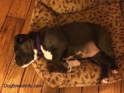 Vista de cima para baixo de um filhote de cachorro americano Bully Pit de nariz azul rechonchudo que está dormindo em uma cama de cachorro.