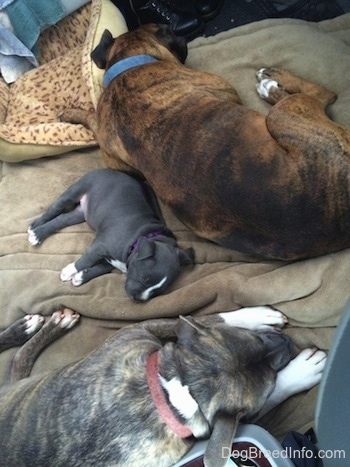 Dois cães e um cachorrinho estão dormindo em uma cama de cachorro em uma minivan.