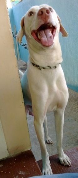 Pandangan depan - Seekor anjing Rajapalaym berkulit putih tinggi berdiri di tangga, ada dinding di sebelahnya. Anjing itu melihat ke atas, mulutnya terbuka dan kelihatan seperti sedang tersenyum.