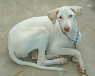 Rajapalaym berkulit putih berkaki panjang adalah anjing yang berbaring di lantai berjubin dan ia sedang mendongak.