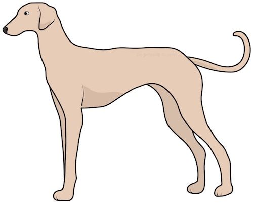 Lukisan pandangan sisi anjing kurus tinggi dan kurus dengan ekor yang sangat panjang, moncong panjang dan telinga berbentuk v yang tergantung ke sisi berdiri.