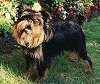 Черно-подпалый брюссельский гриффон стоит в траве и смотрит вперед. Голова слегка наклонена вправо.