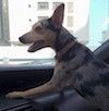 Маленькая красочная собачка с большими живыми ушами на переднем сиденье автомобиля, положив лапы на приборную панель.