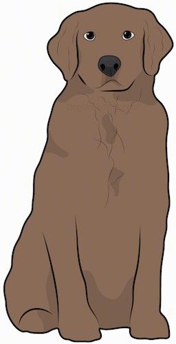 एक मोटे कोट के साथ एक भूरे रंग के कुत्ते के सामने का दृश्य, कान जो पक्षों की ओर लटकते हैं, एक बड़ी काली नाक और नीचे बैठी हुई गहरी आंखें।