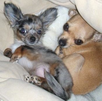 Chihuahuad Maxwell, Milo ja Matilda istuvad reas üksteise kõrval harwoodi põrandal. Milose pea on kallutatud vasakule ja Matildase pea paremale