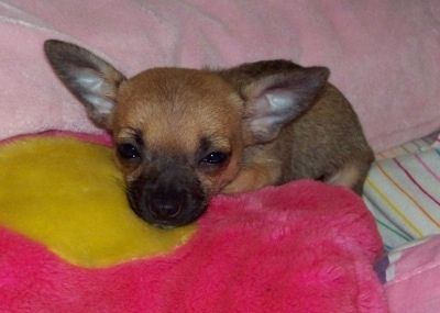 Rdeča in bela Chihuahua Tiqi leži na postelji in gleda v držalo za fotoaparat
