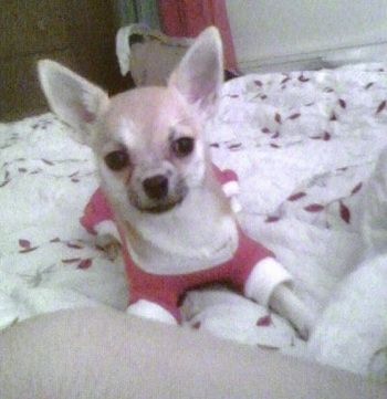 Boo Chihuahua hitam sedang meletakkan selimut biru berkilat dan melihat ke kiri atas