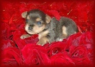 Mažas rudas ir įdegęs Chorkie šuniukas guli ant raudonų rožių lovos
