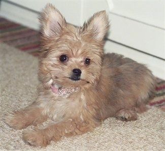 Uždaryti - Ellie įdegusio ausies ausų Chorkie šuniukas kloja ant kilimo dėvėdamas rausvą antkaklį, o už jos yra durys