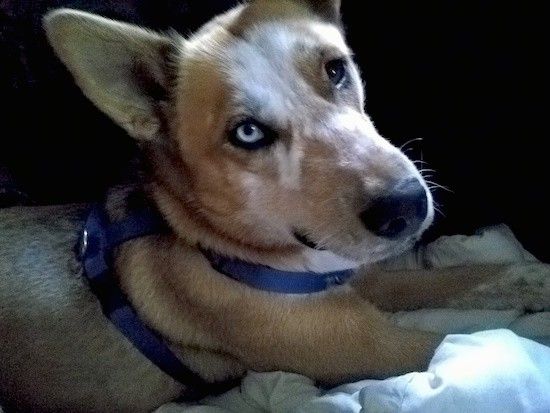 Külgvaade kollakaspruunist koerast, kellel on suured kõrvad, üks sinine silm, üks pruun silm, must ninaga pikk koon, kes kannab sinist rakmeid