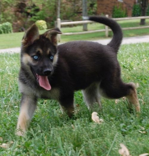 Mėlynomis akimis juoda su įdegusiu Gerberiano Šepskio šuniuku ristoja per veją. Jos burna yra atvira, o liežuvis - ne.