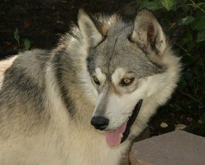 Hundi välimusega valge halli Gerberian Shepskyga seisab väikese kaljuseina kõrval. Selle suu on lahti ja keel väljas