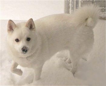 Valge Imo-Inu seisab lumel ja nägu lumes