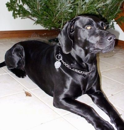 Säravvärviline must Labmaraneri koer kannab drosselketiga kaelarihma, mis asetseb lahtiriietatud jõulupuu kõrval valgel plaaditud põrandal.