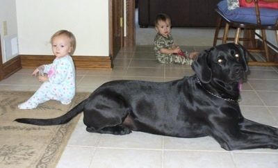 Must Labmaraneri koer lamab valgel plaaditud põrandal, kus kaks mudilast istuvad samas toas. Üks laps on tüdruk ja on koera taga ning teine ​​laps on väike poiss ja ta on üle toa koera kaugemal küljel.