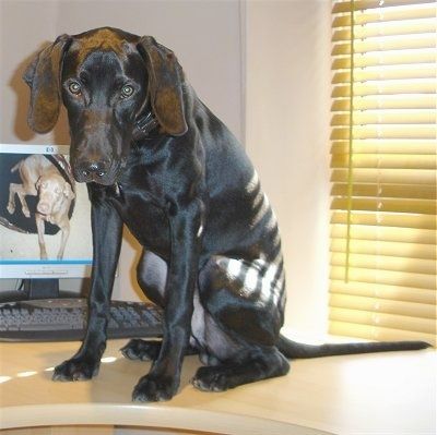 Läikiva kattega must labmaraner koer istub akna kõrval laual ja selle taga on arvuti. Monitoril on pilt šokolaadist Labmaranerist, kes lamab koera voodis ja vaatab üles