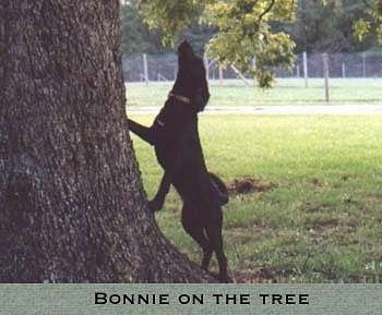 Sebuah Plott Hound sedang memanjat di sebelah sebatang pokok. Perkataan - BONNIE ON THE TREE - dilapisi di bahagian bawah gambar.