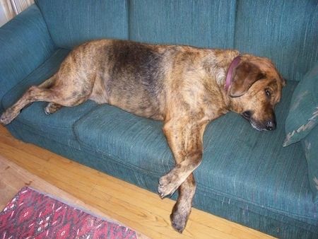 Sebiji coklat dengan Plott Hound hitam terletak di sisinya di sofa hijau. Anjing besar itu mengambil hampir seluruh sofa dan cakarnya tergantung di tepi.