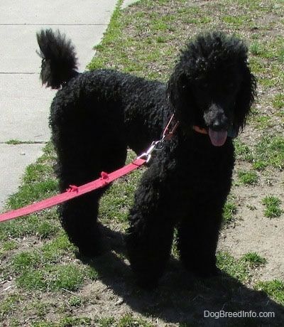 Il lato anteriore destro di un cane barboncino standard nero in piedi su un cortile irregolare. Non vede l