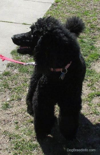 Set forfra - En sort standardpuddelhund, der står i ujævn græs og ser til venstre, munden er let åben og ser ud som om den smiler.