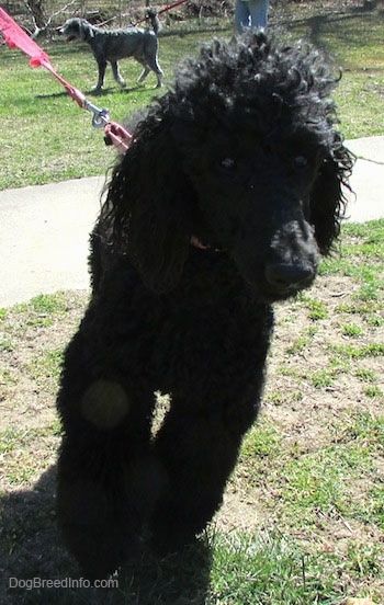 Nærbillede set forfra - En sort standardpuddelhund, der går over en snavs- og græsoverflade. Der er en anden hund bag den over marken. Det har langt krøllet hår på hovedet.