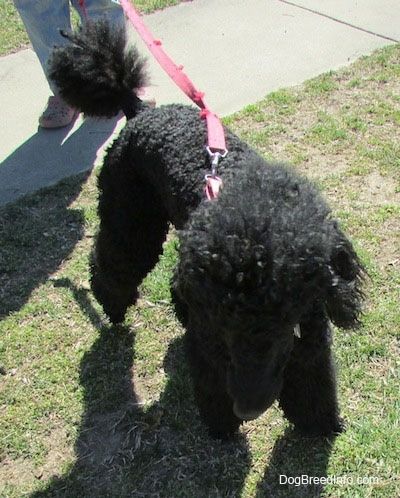 Vista de cima para baixo de um cão Poodle Standard preto parado em uma superfície irregular de grama e está olhando para frente.
