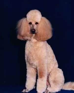 Partea din față dreaptă a unui câine standard Poodle bronzat care stă pe un fundal albastru și așteaptă cu nerăbdare. Are părul lung foarte gros pe urechi.