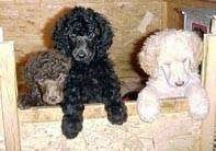 Trys standartinio pudelio šuniukai pašoko prie medinės dėžės šono. Vienas šuo yra rudas, vienas juodas, o paskutinis šuniukas yra baltas.