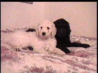 Valkoinen villakoira koira makaa mustaa villakoiraa vasten ja he makaavat ihmisen yli