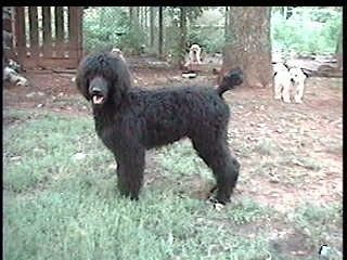 O lado esquerdo de um cão Poodle Standard preto parado na grama olhando para frente, sua boca está aberta e parece que está sorrindo.