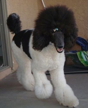 Vista frontal - Um cão Poodle Standard branco com preto, multicolorido, caminhando por uma varanda de concreto. Tem uma fita no cabelo, a boca está aberta e parece que está sorrindo. O cão tem uma pelagem espessa com pelos raspados no focinho.