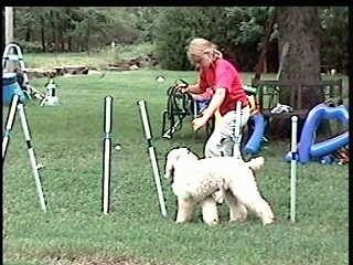 Partea stângă a unui câine alb standard Poodle care țese prin obstacole pe un câmp agil. Este condusă de o doamnă în cămașă roșie.
