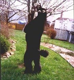 Un chien caniche standard noir a sauté contre un petit arbre mordant un bouton floral.