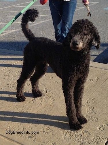 Il lato anteriore destro di un cane barboncino standard nero rasato in piedi su un marciapiede guardando a sinistra. C