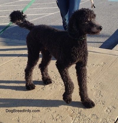 Il lato anteriore destro di un cane barboncino standard nero rivestito ondulato in piedi su un marciapiede guardando a destra. C