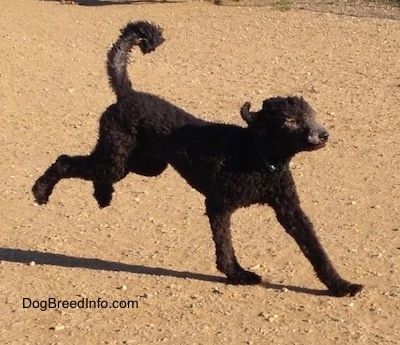 Екшън изстрел - Черно стандартно пудел куче тича през мръсна повърхност с опашка нагоре във въздуха.